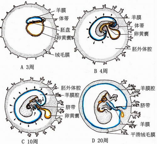 流产后卵黄囊什么时候消失