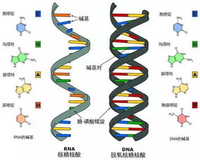 染色体和基因是一回事吗