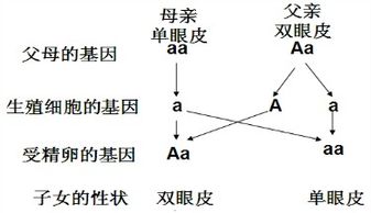 染色体和基因是一回事吗