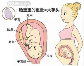 怀孕8周胎儿定形吗