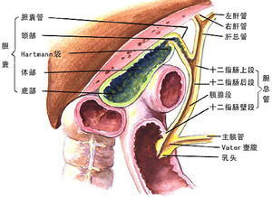 做b超能吃饭吗