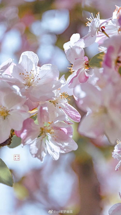 樱花海棠的诗句