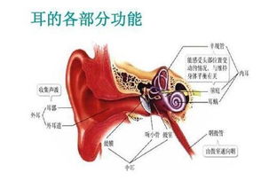 胎儿神经系统发育的关键时期