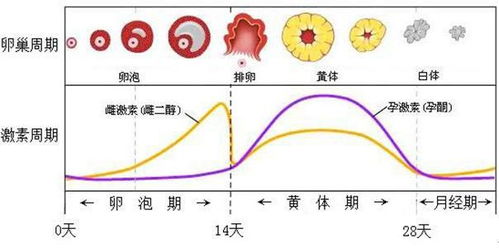 自己怎么监测排卵期