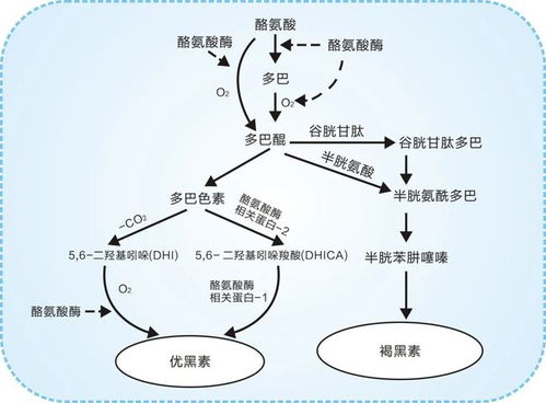 双胞胎是怎么形成的视频播放