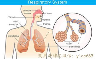 治疗慢性支气管炎的偏方有吗