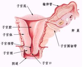 异常胎动有哪些？