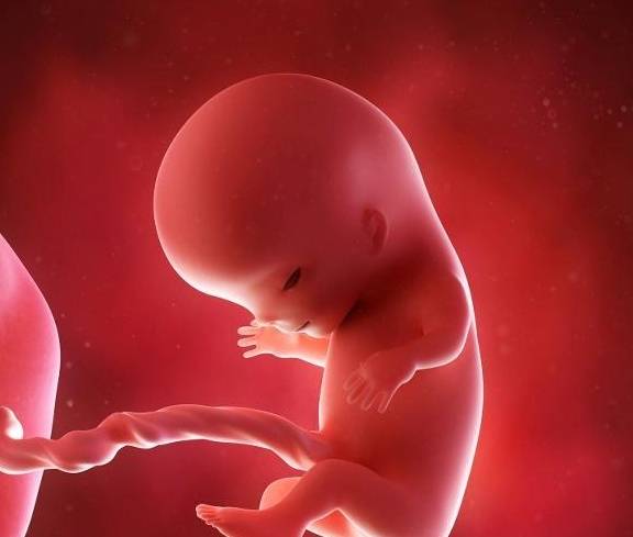 怀孕8周怎么预防胎儿畸形和胎停呢