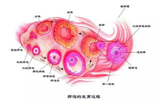 正常排卵但是不怀孕怎么回事