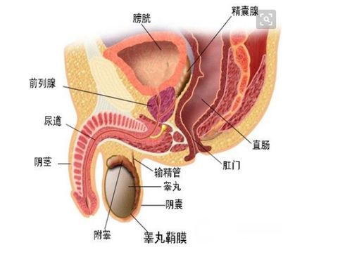 前列腺增生吃什么食物好?