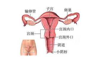 女性孕前保养的方法