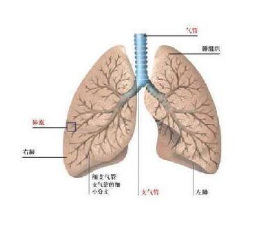 有什么方法能治支气管哮喘 彻底除根