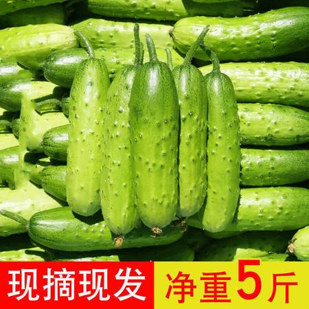 车前子野菜可以吃吗？