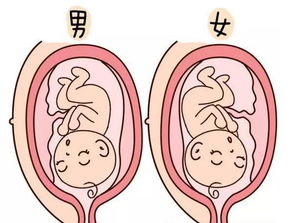 女人2019年11月怀孕几号生