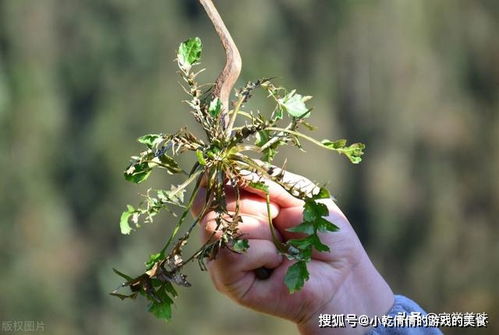 连云港当地一种野草叫野马蒿的长什么样