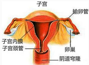 多囊卵巢怀孕后期怎么调理