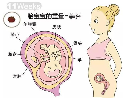 怀孕40周