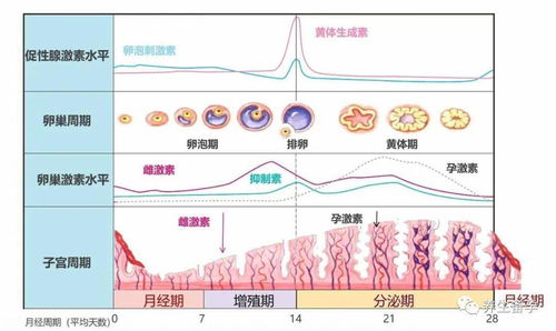 有卵巢囊肿备孕可以喝豆浆吗