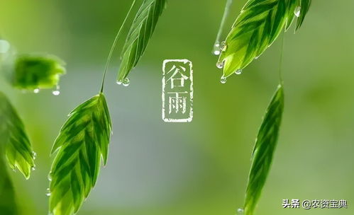 关于谷雨的谚语有哪些