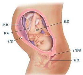 关于胚胎发育的过程