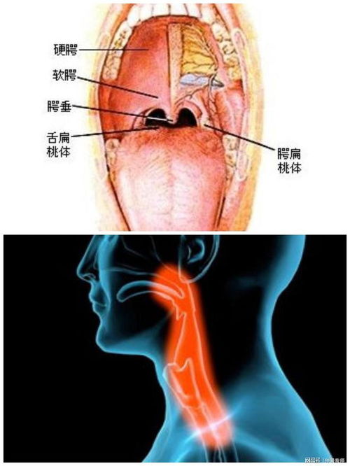 葡萄胎的中医分型有