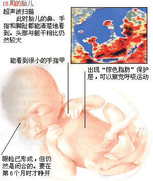 怀孕5个月胎儿特征