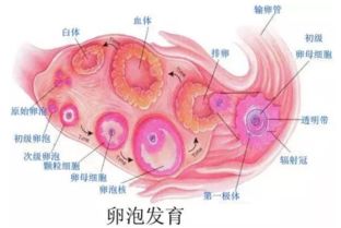 吃什么食物卵泡长的快