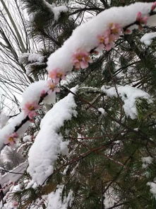 春天的雪和冬天的雪有什么不同