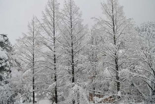 春天的雪和冬天的雪有什么不同