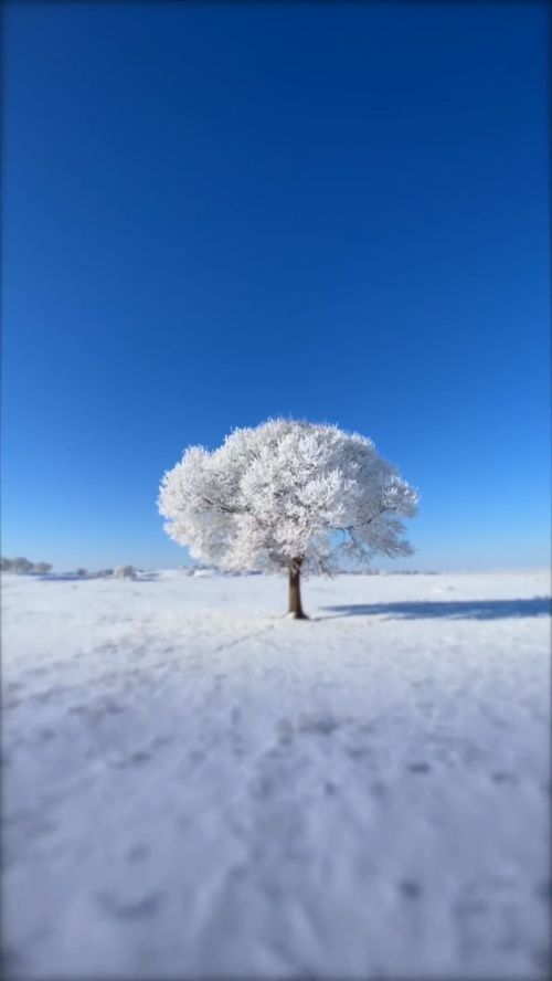 春天的雪和冬天的雪有什么不同