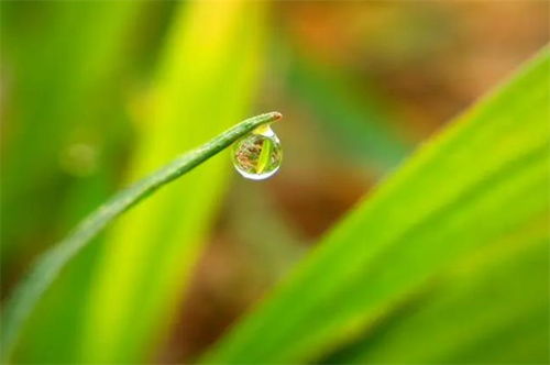 关于谷雨的诗词