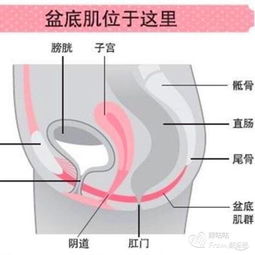 盆底功能治疗后可以恢复以前吗