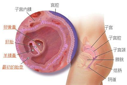 孕早期宫外孕的4种症状图片