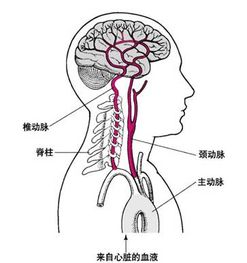 请问脑部有一条血管堵了，打了通血管的针