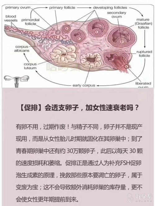 促排卵把卵用完了会怎样