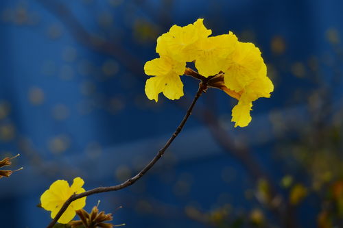 黄花风铃的诗