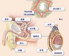 睾丸时有时无是隐睾症吗