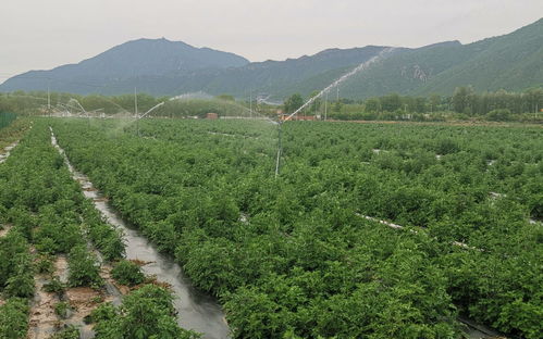 清明包艾饺的形状和陷?