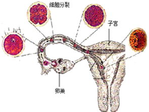 卵泡多大算成熟几天破