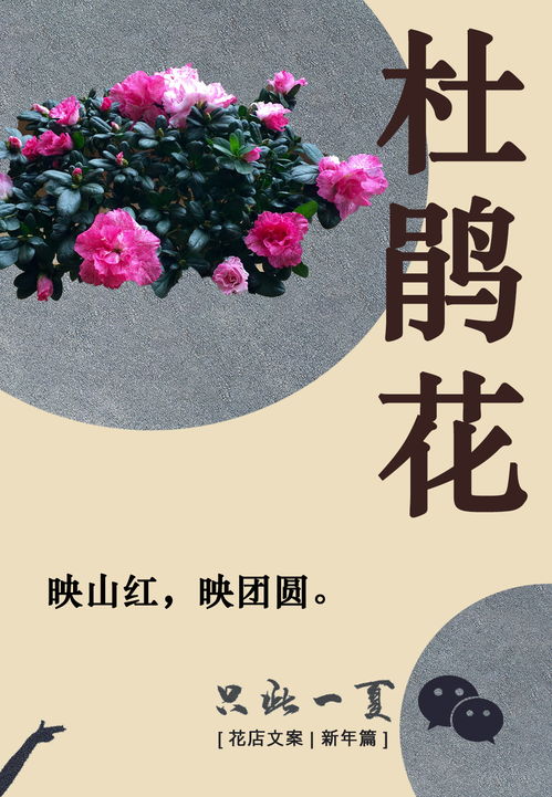 花与生活的文案[优秀112句怎么写