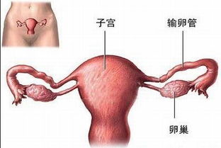 备孕多久没怀孕才需要去医院检查