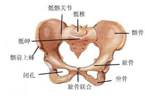 哪些孕妇容易耻骨疼痛