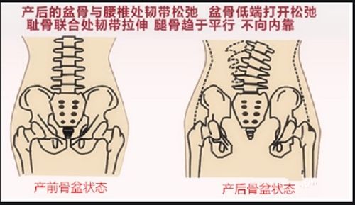 max中biped做动画时骨盆无法上下移动