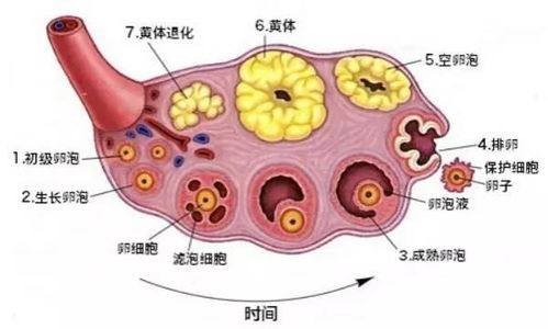 卵泡发育不好会影响胎儿吗