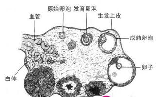 月经十二天卵泡1.9x1.4正常吗 什么时候能排卵