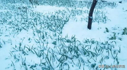 下雪打雷老古人说法