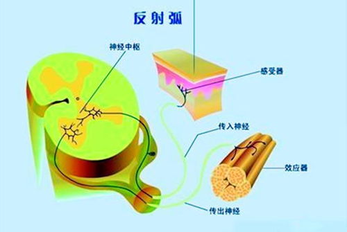 大脑构造会影响宝宝的性格形成吗