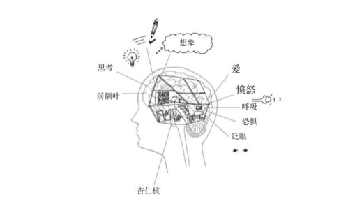 大脑构造会影响宝宝的性格形成吗