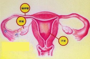 卵巢发育不全还能怀孕吗?