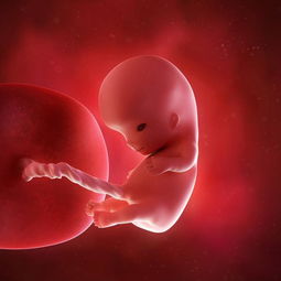 怀孕17周胎儿有多大了